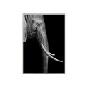 Cuadro con fotografía elefante animales 50 x 70cm Unika 0017 Venta