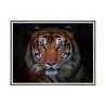 Cuadro con fotografía animal tigre 30x40cm Unika 0027 Venta