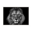 Cuadro con fotografía león blanco y negro 70 x 100cm Unika 0028 Venta