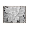 Cuadro con fotografía Blanco y negro cactus 30x40cm Unika 0056 Venta