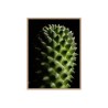 Cuadro con fotografía de planta flor cactus 30x40cm Unika 0061 Venta