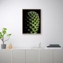 Cuadro con fotografía de planta flor cactus 30x40cm Unika 0061 Promoción
