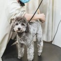Mesa de peluquería giratoria para perros, de 60 cm de diámetro, Pug.
