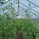Invernadero de policarbonato para jardín exterior 290 x 570-640 x 220 h Sanus WXL Stock
