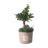 Bonsái ficus ginseng en maceta decorada Paola Rolando Simone Oferta