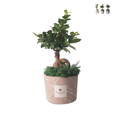 Bonsái ficus ginseng en maceta decorada Paola Rolando Simone Promoción