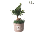 Bonsái ficus ginseng en maceta decorada Paola Rolando Simone Promoción