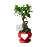 Bombonera con planta viva bonsái ficus en maceta decorada con corazón Eden Oferta
