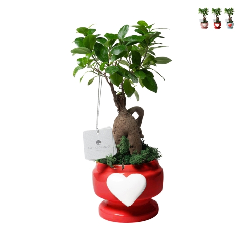 Bombonera con planta viva bonsái ficus en maceta decorada con corazón Eden Promoción