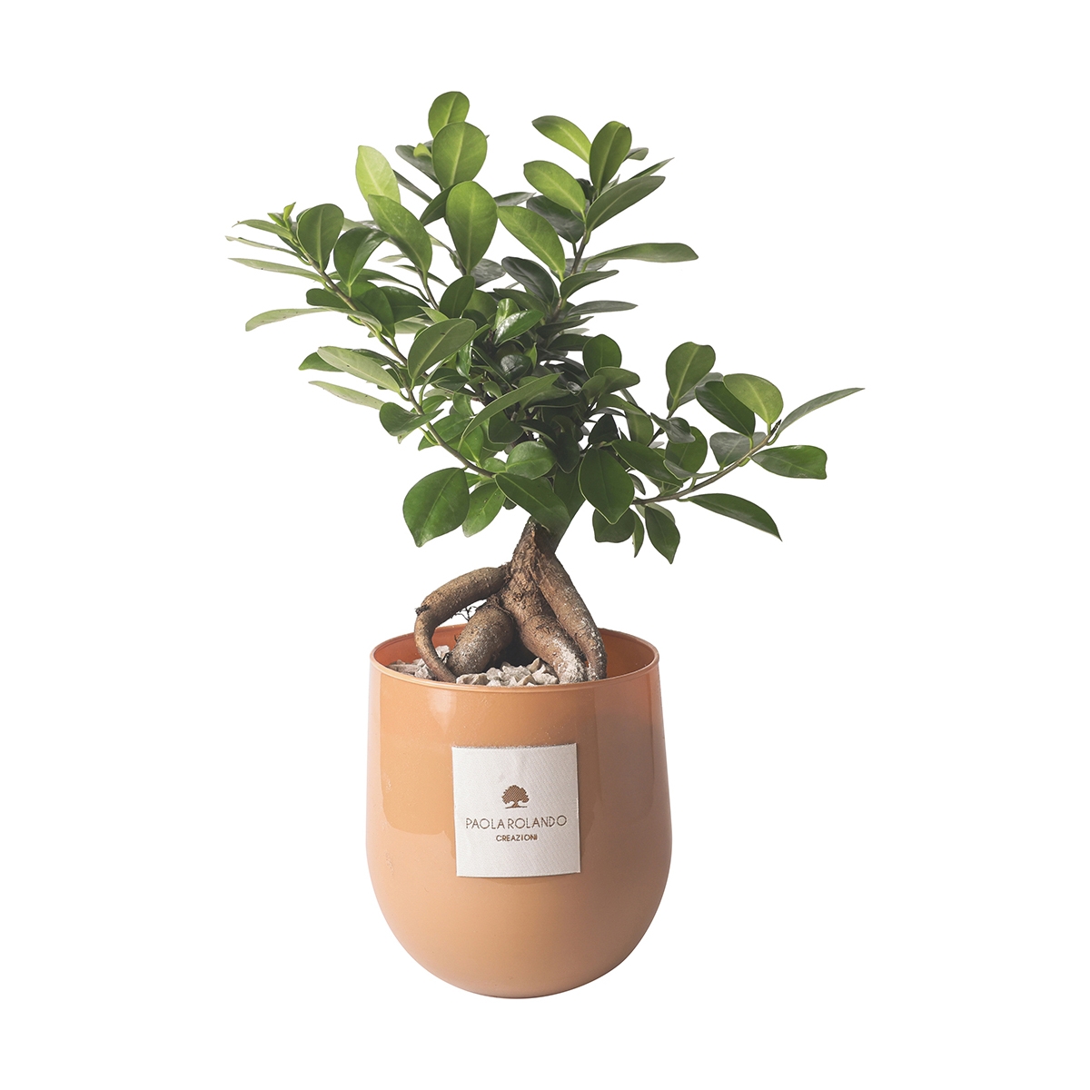 Bonsái real ficus ginseng en maceta de vidrio Paola Rolando Hope Promoción