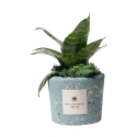 Sansevieria nana en maceta azul decorada Paola Rolando Simone Promoción