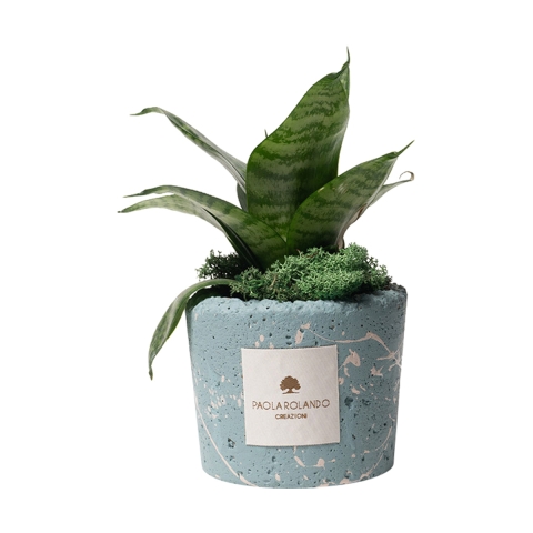 Sansevieria nana en maceta azul decorada Paola Rolando Simone Promoción