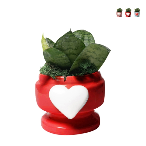 Bombonera con planta Sansevieria nana en maceta decorada con corazón Eden Promoción
