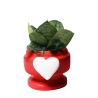 Bombonera con planta Sansevieria nana en maceta decorada con corazón Eden Oferta