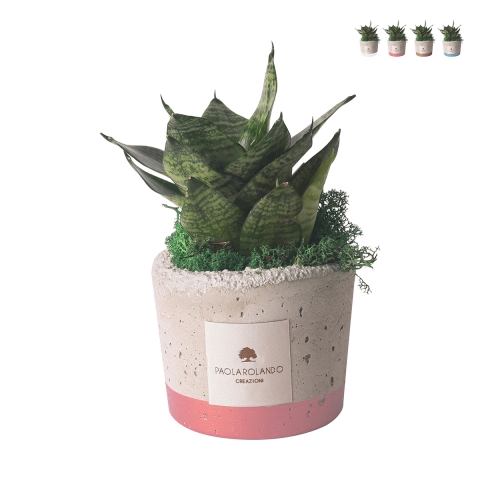 Recuerdo con sansevieria nana en maceta de cemento decorada estilo industrial Promoción