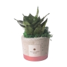 Recuerdo con sansevieria nana en maceta de cemento decorada estilo industrial Oferta
