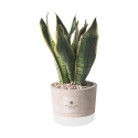 Bombonera Paola Rolando sansevieria en maceta de cemento decorativo estilo industrial Oferta