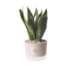 Bombonera Paola Rolando sansevieria en maceta de cemento decorativo estilo industrial Oferta