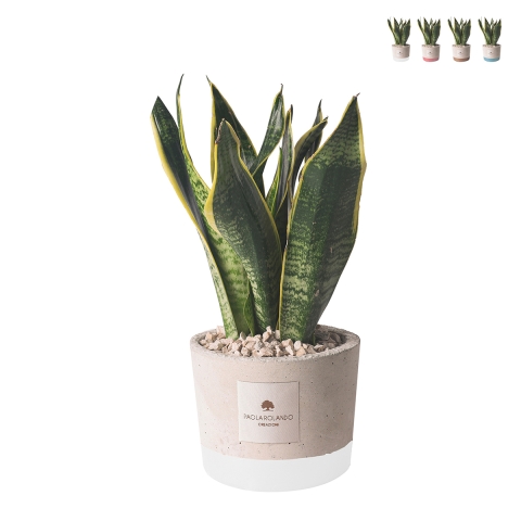 Bombonera Paola Rolando sansevieria en maceta de cemento decorativo estilo industrial Promoción