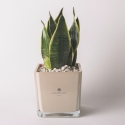 Bombonera Paola Rolando sansevieria nana en vaso de vidrio cúbico Sogno Venta