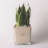 Bombonera Paola Rolando sansevieria nana en vaso de vidrio cúbico Sogno Venta