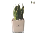 Bombonera Paola Rolando sansevieria nana en vaso de vidrio cúbico Sogno Promoción