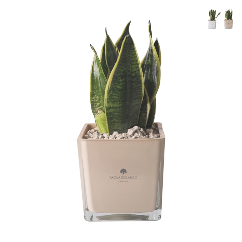 Bombonera Paola Rolando sansevieria nana en vaso de vidrio cúbico Sogno Promoción