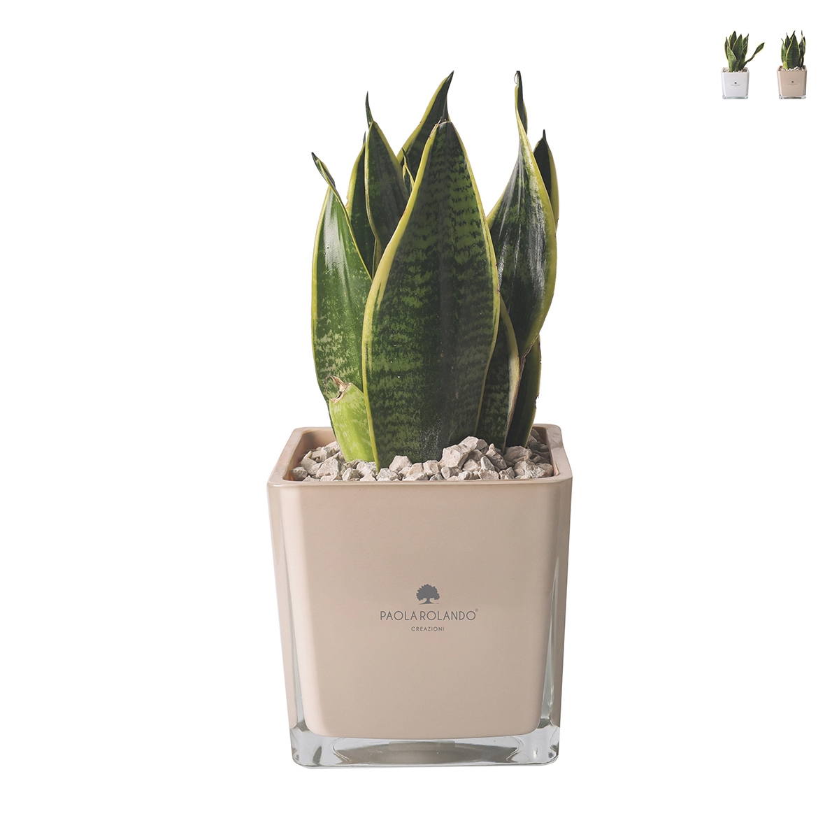 Bombonera Paola Rolando sansevieria nana en vaso de vidrio cúbico Sogno Promoción