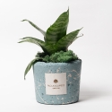 Sansevieria nana en maceta azul decorada Paola Rolando Simone Venta