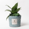 Sansevieria nana en maceta azul decorada Paola Rolando Simone Venta