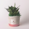 Recuerdo con sansevieria nana en maceta de cemento decorada estilo industrial Venta