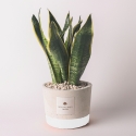 Bombonera Paola Rolando sansevieria en maceta de cemento decorativo estilo industrial Venta