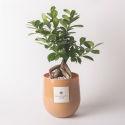 Bonsái real ficus ginseng en maceta de vidrio Paola Rolando Hope Venta