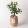Bonsái real ficus ginseng en maceta de vidrio Paola Rolando Hope Venta
