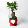 Bombonera con planta viva bonsái ficus en maceta decorada con corazón Eden Venta