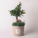 Bonsái ficus ginseng en maceta decorada Paola Rolando Simone Venta