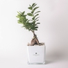 Bonsái ficus ginseng en maceta de vidrio cúbica Paola Rolando Sogno Venta