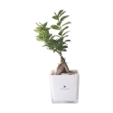 Bonsái ficus ginseng en maceta de vidrio cúbica Paola Rolando Sogno Oferta