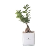 Bonsái ficus ginseng en maceta de vidrio cúbica Paola Rolando Sogno Oferta