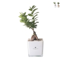 Bonsái ficus ginseng en maceta de vidrio cúbica Paola Rolando Sogno Promoción