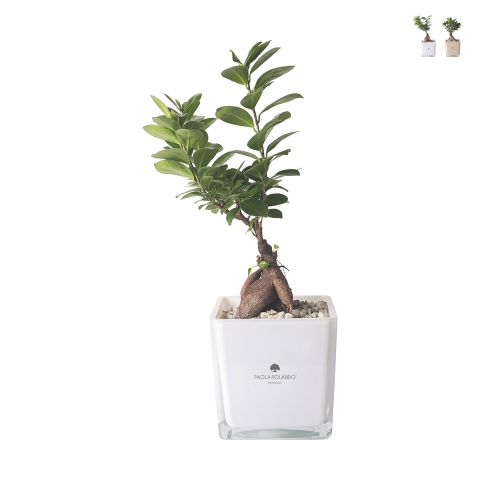 Bonsái ficus ginseng en maceta de vidrio cúbica Paola Rolando Sogno Promoción