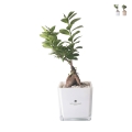 Bonsái ficus ginseng en maceta de vidrio cúbica Paola Rolando Sogno Promoción