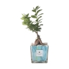 Bonsái de ficus ginseng para interiores en maceta de vidrio decorativa Clio Square Oferta