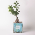 Bonsái de ficus ginseng para interiores en maceta de vidrio decorativa Clio Square Venta
