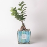 Bonsái de ficus ginseng para interiores en maceta de vidrio decorativa Clio Square Venta