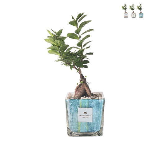 Bonsái de ficus ginseng para interiores en maceta de vidrio decorativa Clio Square Promoción