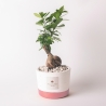 Bonsái ficus de interior en maceta de cemento Flora Pianta Paola Rolando Venta