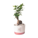Bonsái ficus de interior en maceta de cemento Flora Pianta Paola Rolando Oferta