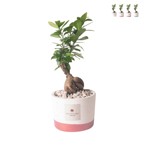 Bonsái ficus de interior en maceta de cemento Flora Pianta Paola Rolando Promoción
