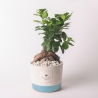 Bombonera de boda con bonsái ficus ginseng en maceta Industrial Venta